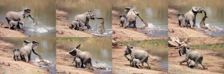 Martin-Nyfeler-croc-vs-elephant-full-sequence-600-px-tiny-Feb-2013.jpg