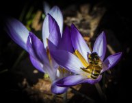 Crocus Bee.jpg