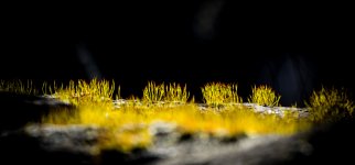 Moss on Rock NSC.jpg