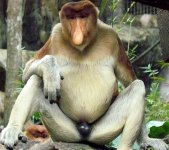 proboscismonkey_zpsde4af9d6.jpg