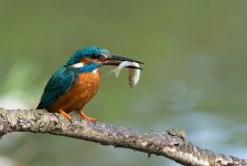 Kingfisher 11.5.15 NSC.jpg