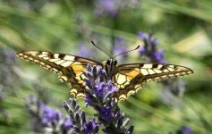 Swallowtail Front View NSC.jpg