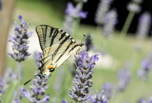 Scarce Swallowtail 3 NSC.jpg