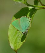 Green_Hairstreak_160515_small3.jpg