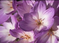 Colchicums NSC.jpg