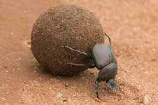 dung-beetle_mgr-8468ss.jpg