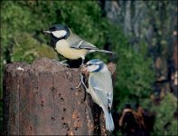 blue_tit_470x359.jpg