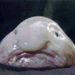 blob_fish_main.jpg