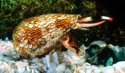 cone-snail-australian-geographic.jpg