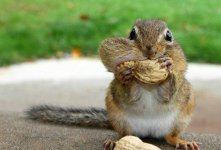 greedy-squirrel.jpg