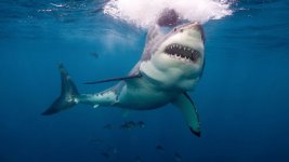 gty_Great_white_shark_mm_150616_16x9_992.jpg