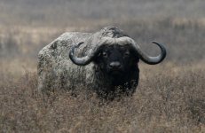 African_Buffalo_Ngorongoro.jpg