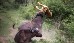 cape-buffalo-attack1.jpg