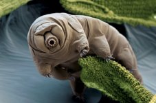 tardigrade.jpg