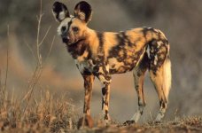 African-Wild-Dog@large.jpg