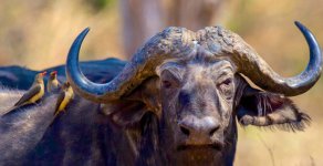 cape-buffalo1.jpg