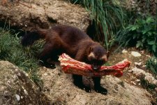 gallery-1433193586-wolverine-tough-animals.jpg