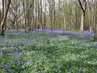 1st May 2016 - Arlington Bluebells and Eastbourne - Alison's (5).jpg