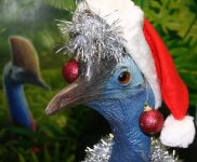 christmas-cassowary-004.jpg