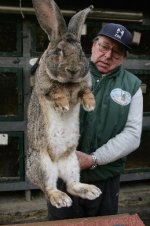 73000052sg001_giant_rabbits-1.jpg