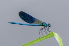 Beautiful Demoiselle NSC.JPG