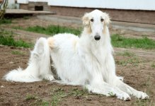 Borzoi.JPG