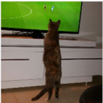 Footie fan.PNG