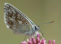 Chalkhill blue.JPG