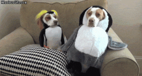 penguin-dogs__605.gif