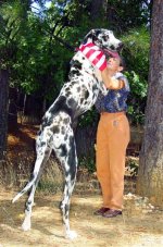 gibson-worlds-tallest-dog-1-lg.jpg