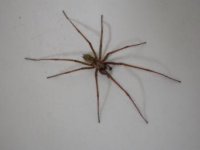 House Spider - Tegenaria sp. (male).JPG