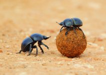 Dung Beetle.jpg