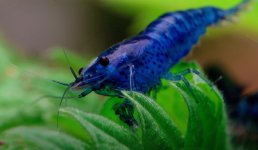 Blue Diamond Tiger Shrimp.jpg