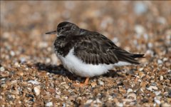 Turnstone NSC.JPG