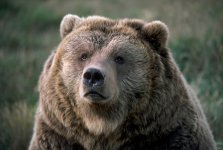 bear looking.jpg