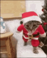 santa cat.gif