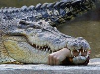 crocodile-with-hand.jpg