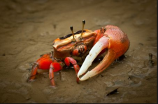 Fiddler Crab.png