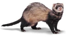 wpid-ferret_large.png