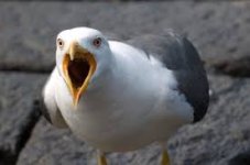 seagull.jpeg