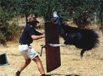 Cassowary.jpg