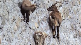 ibex-6_640x360_761611843920.jpg