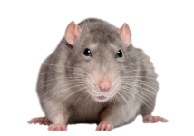 rat_mouse_PNG2461.png