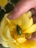 Rose Chafer 27.5.19.jpg