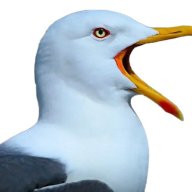 Echo the Seagull