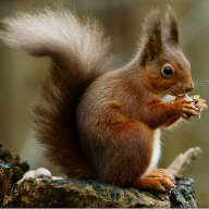 Red Squirrel