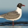 Laughing Gull