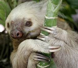 2 toed sloth 2 .jpeg