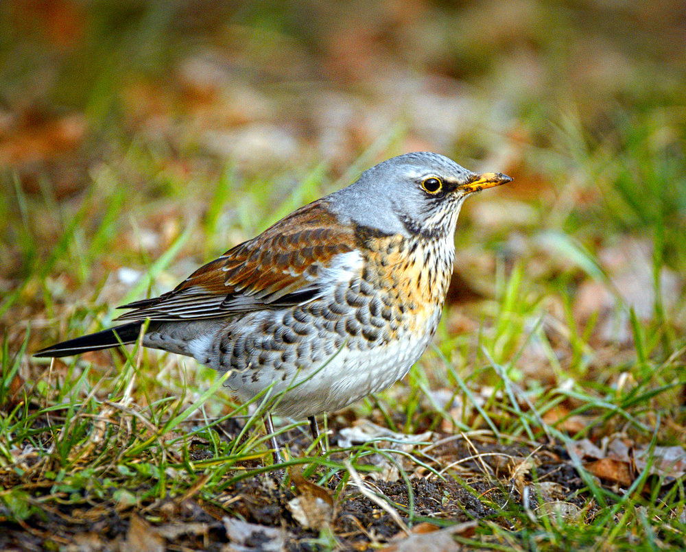 fieldfare.jpg