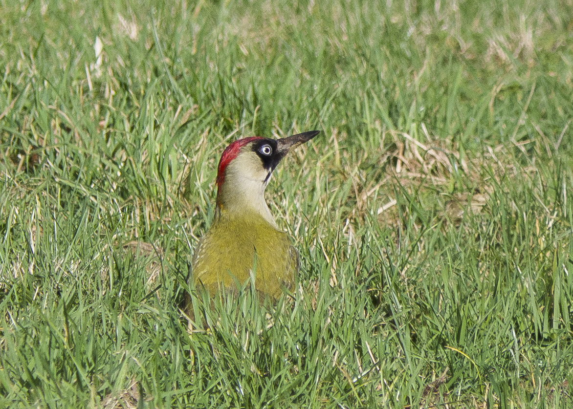 Green Woodpecker 1.JPG